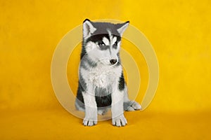 Siberian husky studio shoot. isolated on yellow