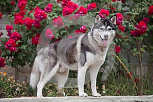 Siberian husky with tongue out on roses background