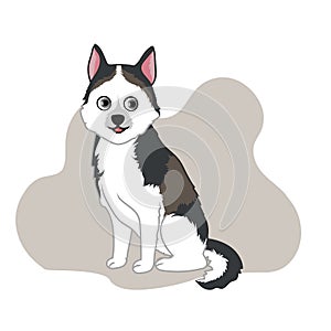 Siberian husky vector illustration photo