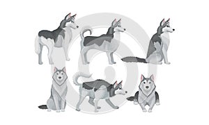 Siberian Husky Vector Set. Purebred Doggy in Different Poses