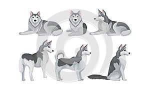 Siberian Husky Vector Set. Purebred Doggy in Different Poses