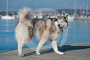 Siberian Husky walking