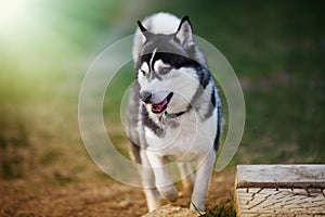 Siberian husky walking in the park looking aside