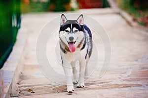 Siberian husky walking on path