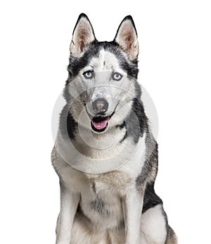 Siberian husky wearing a collar, isolated on white