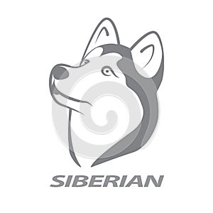 Siberian husky. photo