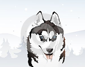 Siberian husky in the winter forest, illustration