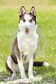 Siberian Husky