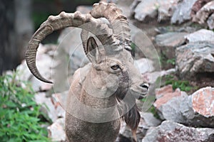 Siberian ibex photo