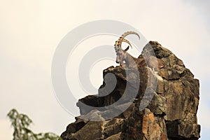 Siberian ibex