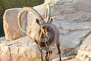 Siberian ibex (Capra sibirica)