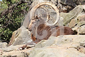 Siberian ibex Capra sibirica