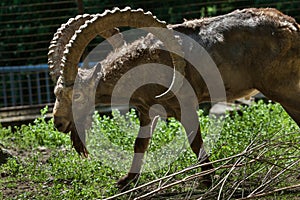 Siberian ibex (Capra sibirica).