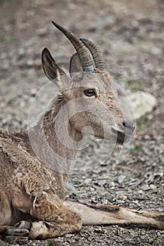 Siberian ibex Capra sibirica.