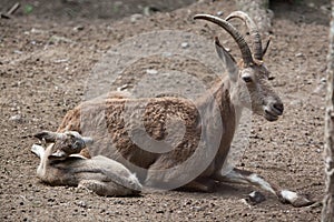 Siberian ibex (Capra sibirica). photo