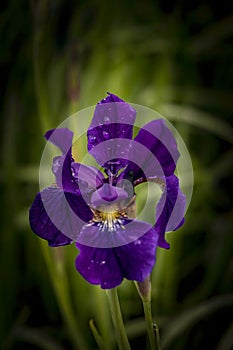 Siberian Iris Flower`