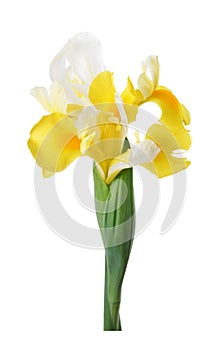 Siberian iris flower isolated on white background,gardens