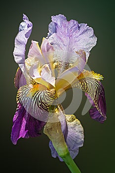 Siberian iris on the green backgruound