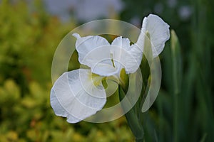 Siberian Iris `Harpswell Happiness`