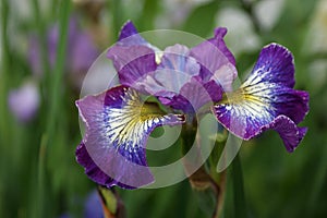 Siberian Iris `How Audacious`