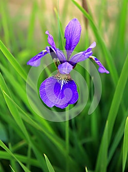 Siberian iris , Iris sibirica