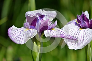 Siberian Iris (Iris sibirica) photo