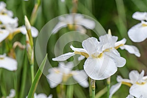 Siberian Iris sibirica Snow Queen, yellow blotched bright white flower