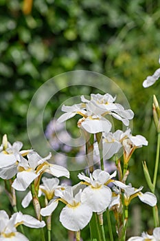 Siberian Iris sibirica Snow Queen, yellow blotched white flowers