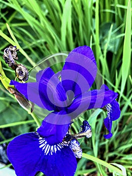 Siberian Iris is widely grown in damp area photo