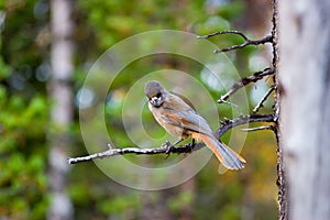 Siberian Jay