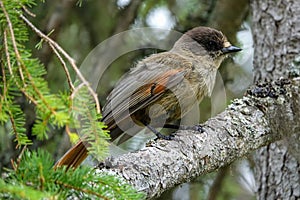 Siberian jay bird Perisoreus infaustus