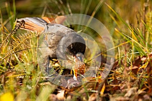 Siberian jay eating a mushroom during autumn foliage