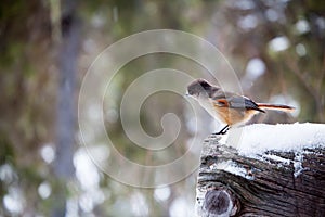 Siberian Jay