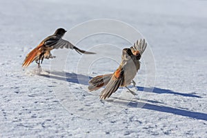 Siberian jay in March