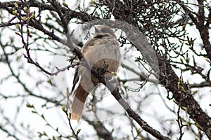 Siberian Jay near Flatruet, Harjedalen Sweden