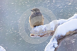 Siberian jay perched on tree brach with snow during a snow storm