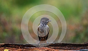 The Siberian Jay Perisoreus infaustus