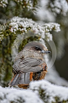 Siberian Jay