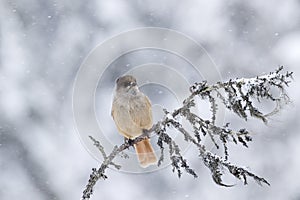 Siberian jay, Perisoreus infaustus, sitting on an old branch on snowy winter day