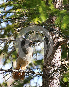 Siberian jay (Perisoreus infaustus) sitting in a pine tree