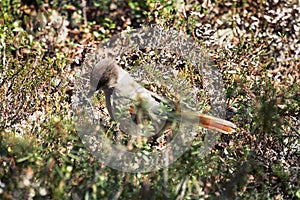 Siberian jay in pine forest