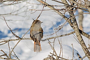 Siberian jay in the reserve YllÃ¤s (Finland)