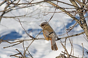 Siberian jay in the reserve YllÃ¤s (Finland)