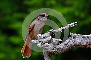 Siberian jay sit on a knot, sweden