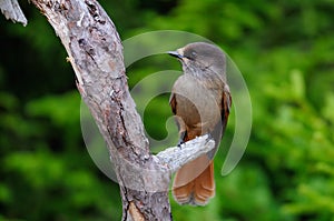 Siberian jay sit on a knot, sweden