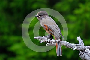 Siberian jay sit on a knot, sweden