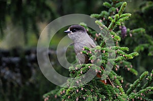 Siberian jay sit on a knot, sweden