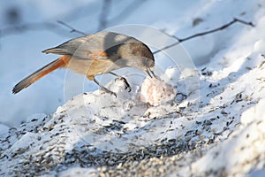 Siberian jay on the snow