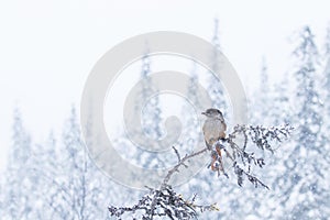 Siberian jay during a snowfall on a beautiful winter day