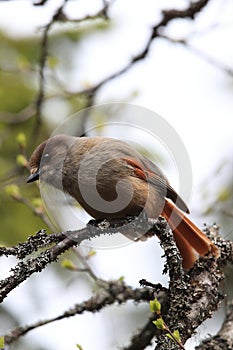 Siberian jay Sweden